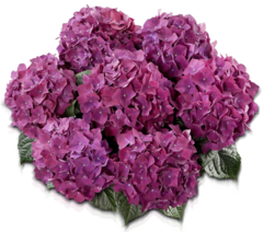 Гортензия крупнолистная (Macrophylla) Hot Red Purple 9 шт.