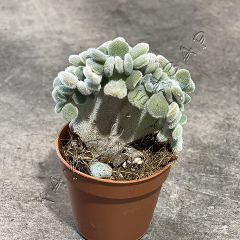 Эхеверия Пульвината Фрости Кристата d5