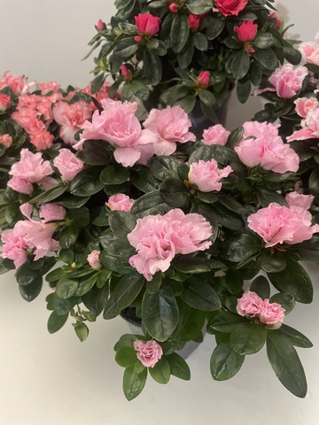 Азалия Индика Розовая