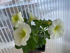 Петуния Potunia Plus Popcorn