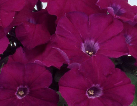 S6096 Петуния кустовая Multiflora Mirage Purple 10шт.