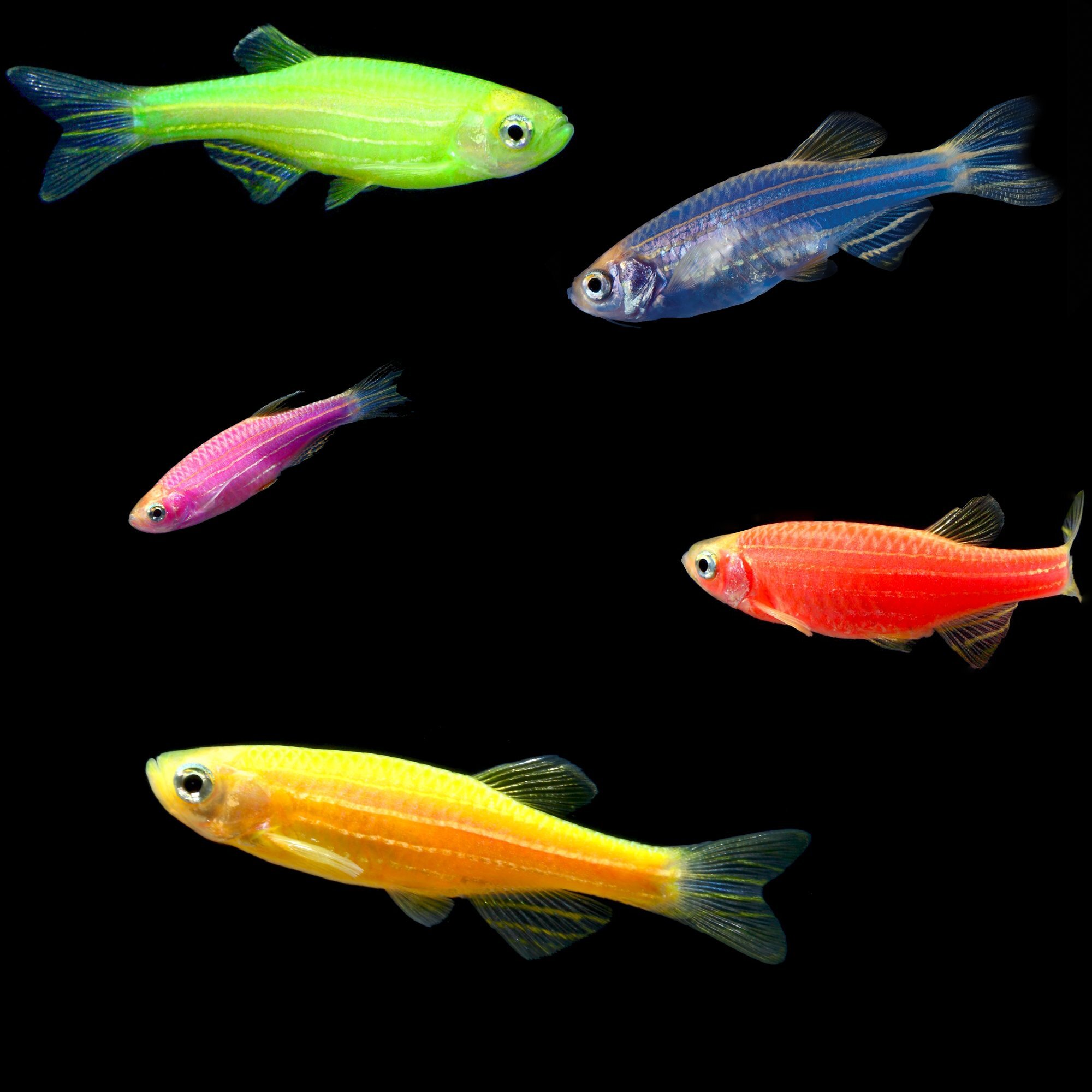 маленькие аквариумные рыбки фото и названия