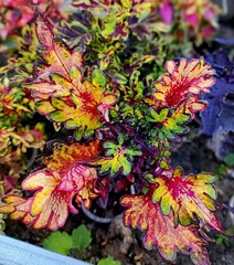 Пируэт колеус