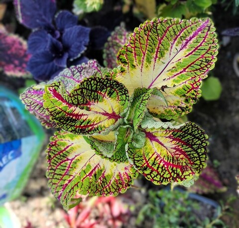 Женечка ПГ колеус