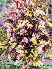 Атлантида колеус КСР