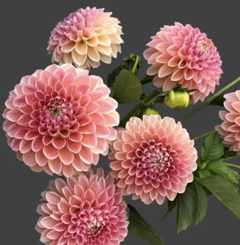 Георгин Натали Джи