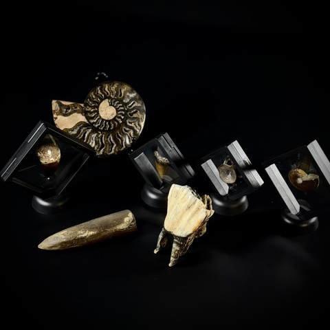 Коллекция начинающего палеонтолога