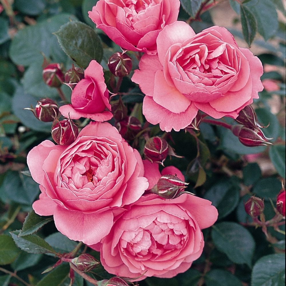 Роза флорибунда тиклед пинк фото и описание