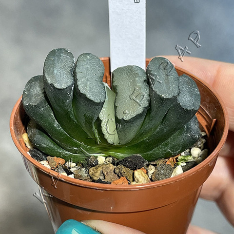 Хавортия Трунката Медитейшн d5