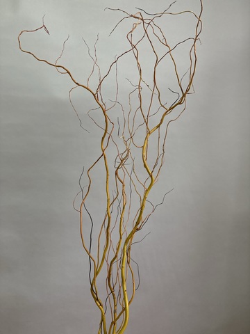 Салекс золотистый 120 см (упак 5 шт)