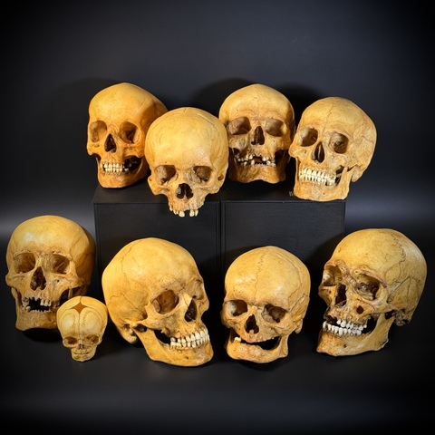 Набор черепов (анатомические модели)