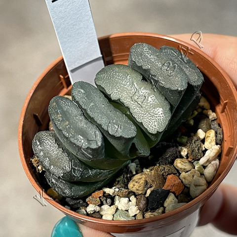 Хавортия Трунката Медитейшн d5