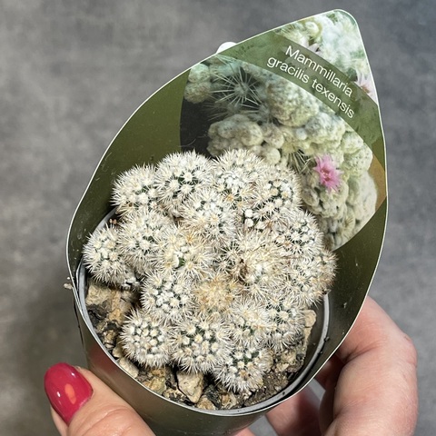 Маммиллярия Грацилис Техензис d7