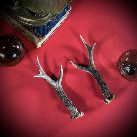 Рожки косули