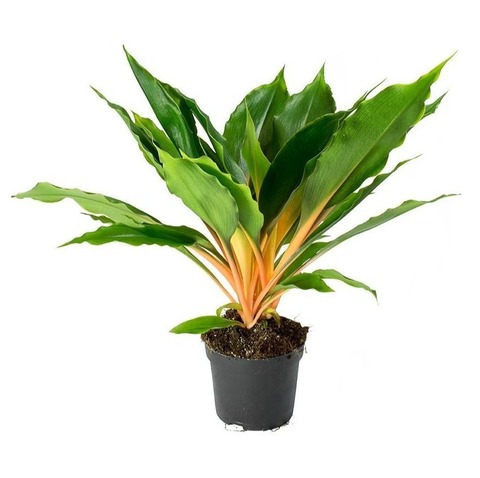 Хлорофитум Грин 