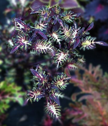 Душа океана LO колеус КСР