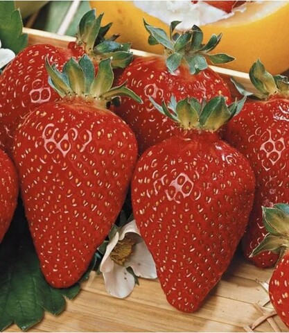 Клубника Азия