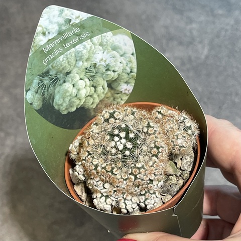 Маммиллярия Грацилис Техензис d7