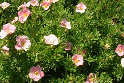 Лапчатка Лавли Пинк | Potentilla fruticosa Lovely Pink (С7,5)