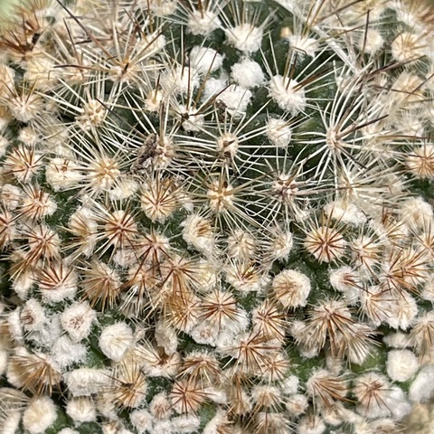 Маммиллярия Грацилис Техензис d7