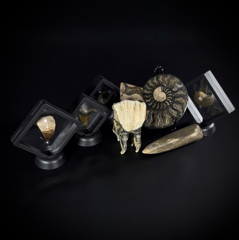 Коллекция начинающего палеонтолога