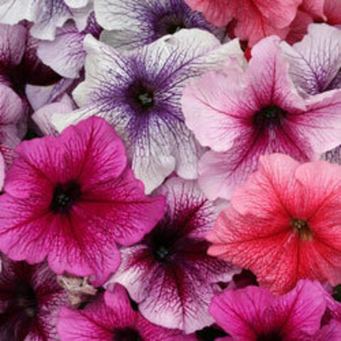 Петуния грандифлора Призм F1 Руби Веддинг Микс
