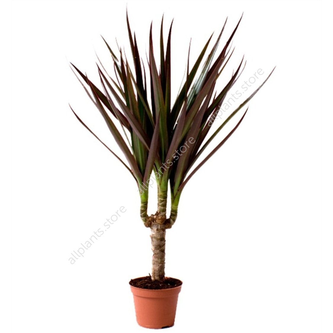 Dracaena