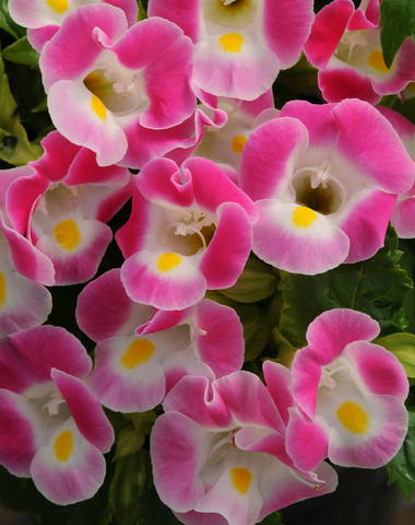 S6908 Торения Kauai Rose 5шт.