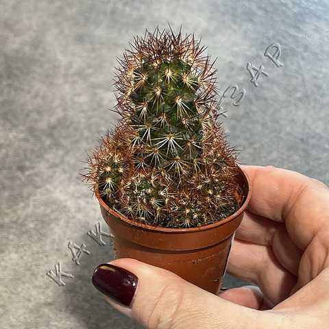 Маммиллярия Элонгата Рубра d5