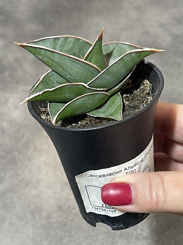 Сансевиерия Альмонд Сильвер