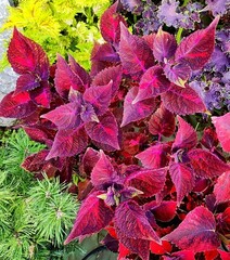 Джаз Тай колеус КСР