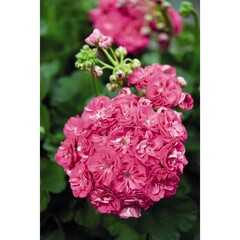 2822 Пеларгония зональная SURVIVOR IDOLS ROSALINDA (Весна 2026)