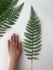 Папоротник, зелень искусственная, 56 см., набор 10 веток.