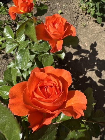 Фор Ю, Уиз Лав(For You, With Love)