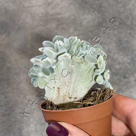 Эхеверия Пульвината Фрости Кристата d5