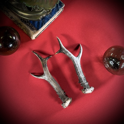 Рожки косули