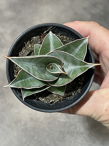 Сансевиерия Альмонд Сильвер