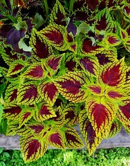 Вайолет Тай колеус КСР