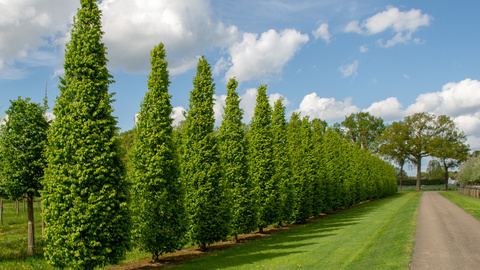 Teofrast Граб Гирканский Carpinus hyrcanum