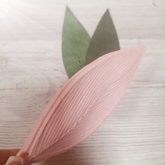 Тюльпан МЛ35