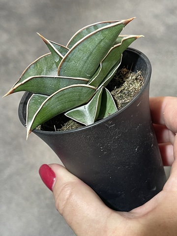 Сансевиерия Альмонд Сильвер