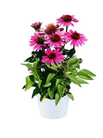 37119 Эхинацея PANAMA Rose (Весна 2026)