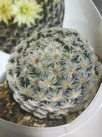 Маммиллярия Дюве d7