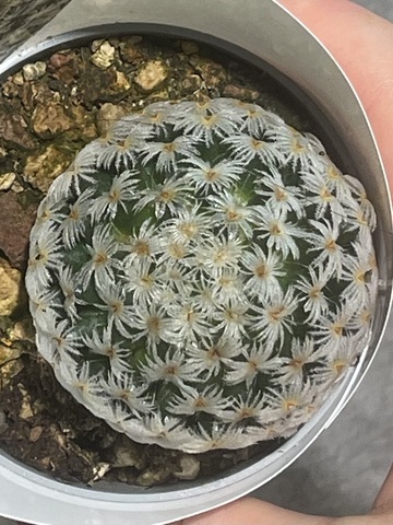 Маммиллярия Дюве d7