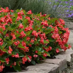 S2217 Бегония вечноцветущая HYBRIDA MEGAWATT RED GREEN LEAF 3 шт.