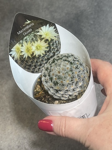 Маммиллярия Дюве d7