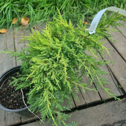 Можжевельник средний Голд стар | Juniperus pfitzeriana Gold star 20-25 см (С2,5)