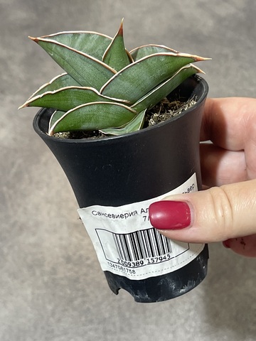 Сансевиерия Альмонд Сильвер