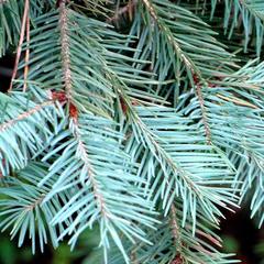 Псевдотсуга тисолистная сизая Pseudotsuga menziesii Glauca