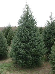 Псевдотсуга тисолистная сизая Pseudotsuga menziesii Glauca